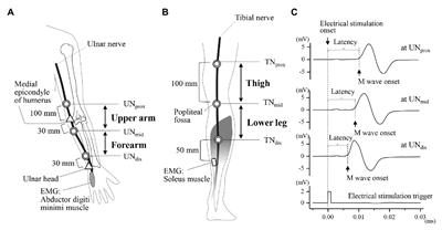 Limb-Specific Features and Asymmetry of Nerve Conduction Velocity and Nerve Trunk Size in Human